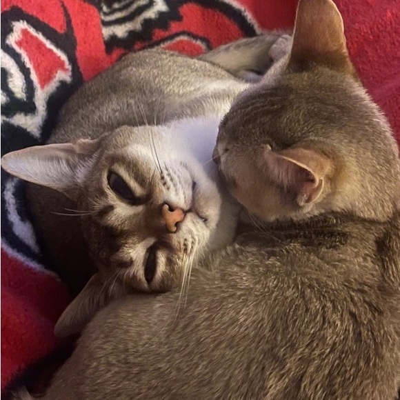 Meet your Posher, Elizabeth - Picture 7 of 7